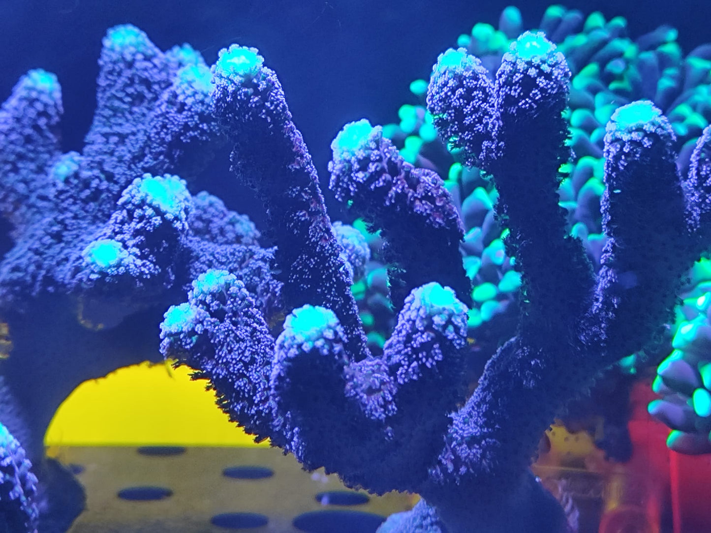 Stylopora pistillata "Milka"