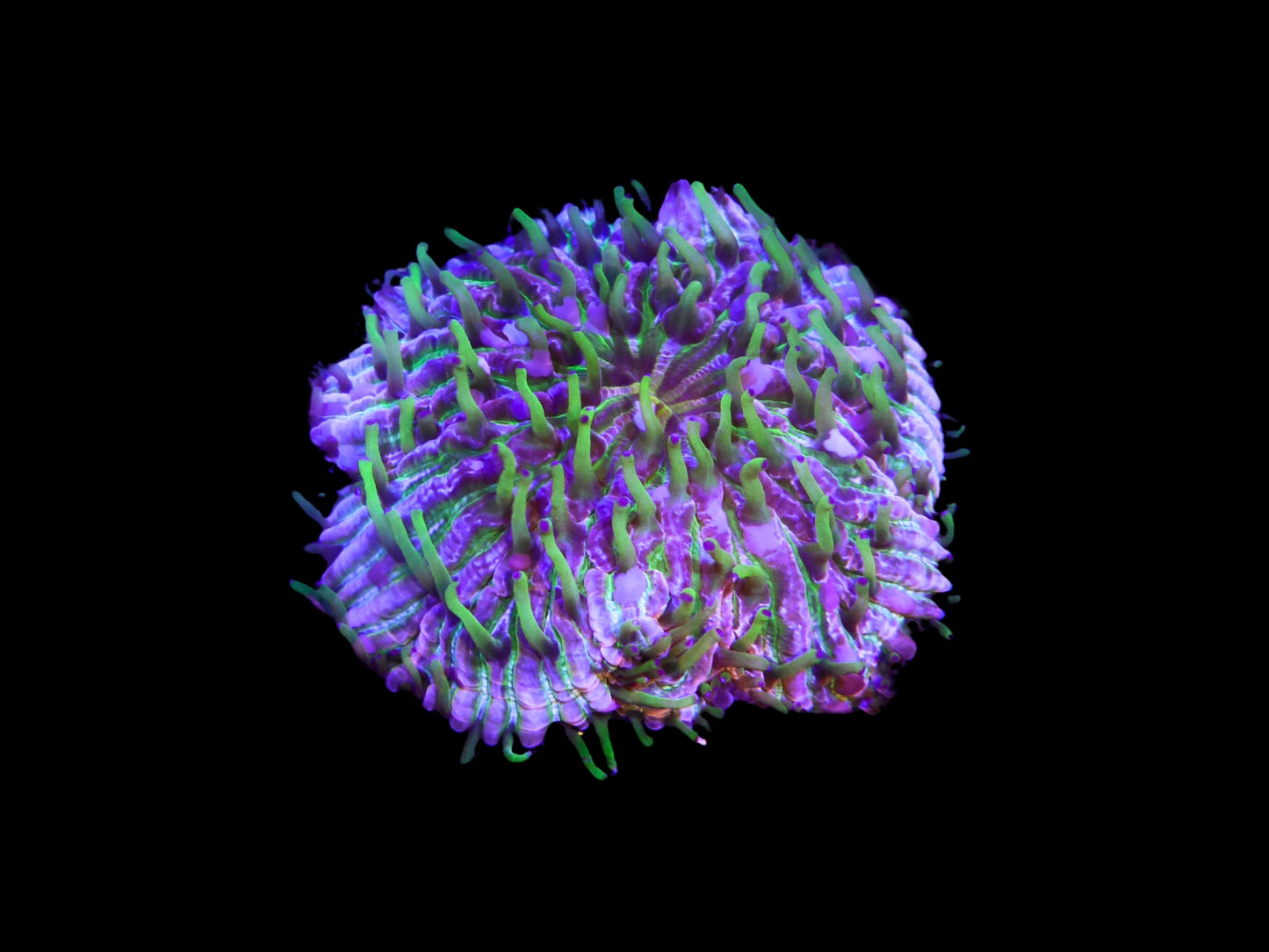 Fungia fungitis
