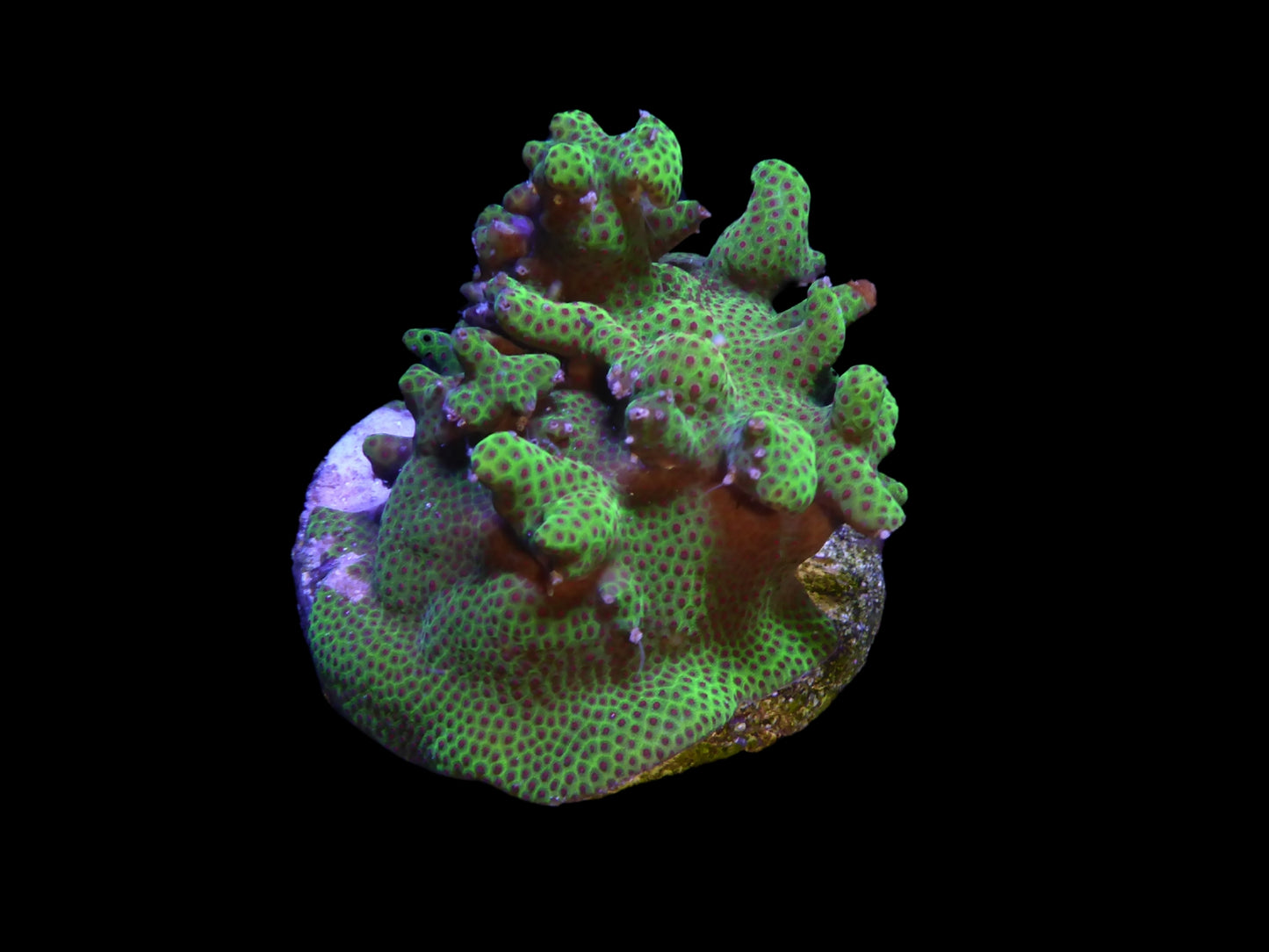 Montipora hoffmeisteri