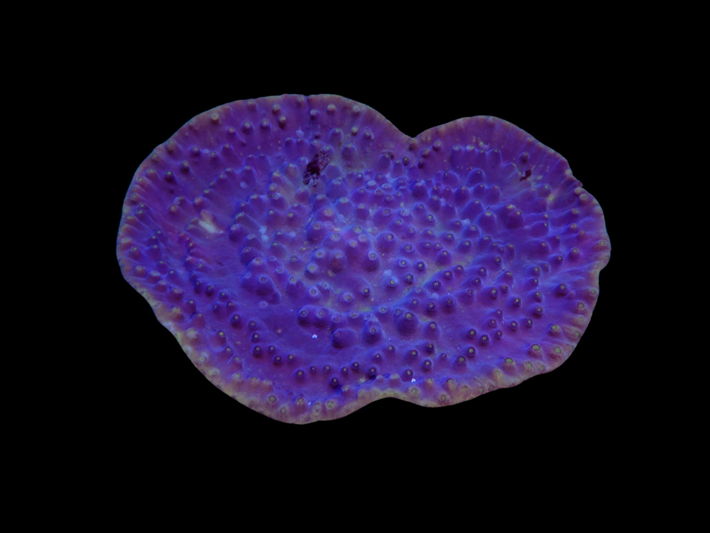 Turbinaria reinformis