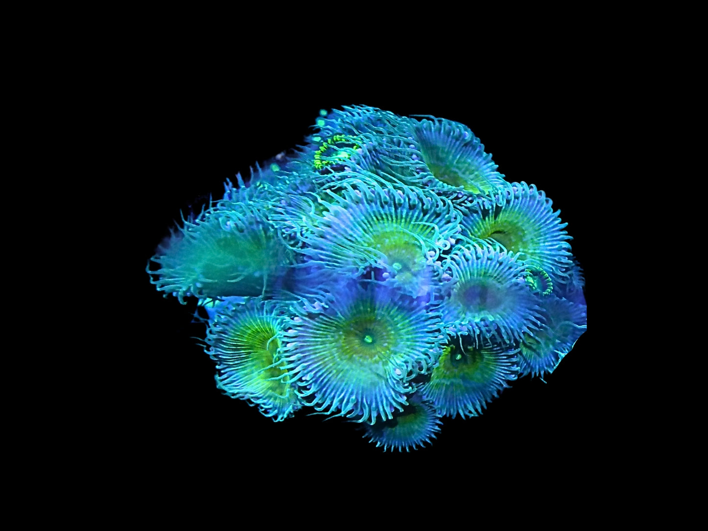 Zoanthus/Palythoa