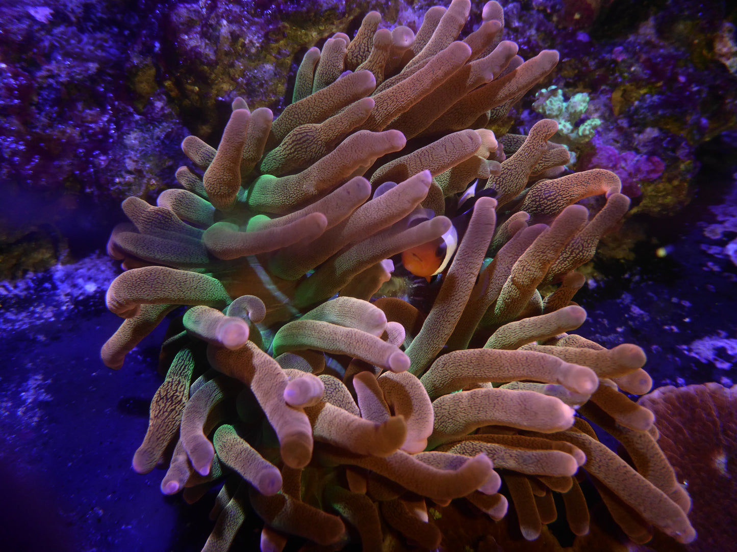 Entacmaea quadricolor Sunburst