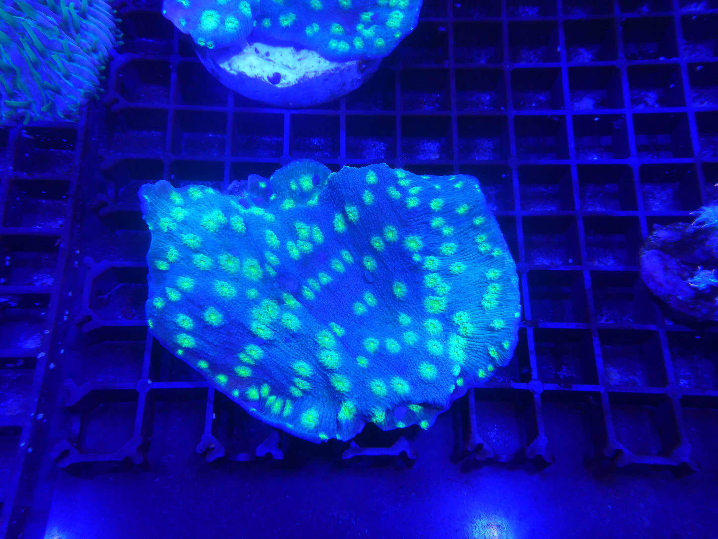 Echinopora lamellosa