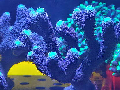 Stylopora pistillata "Milka"