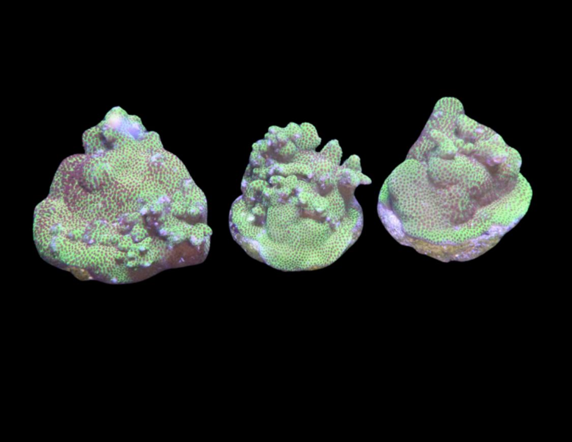 Montipora hoffmeisteri