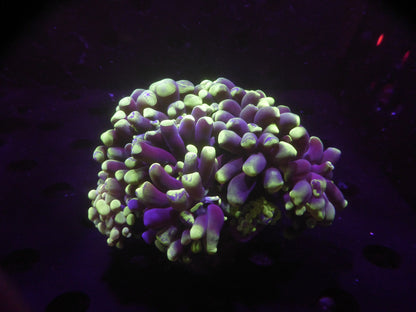 Euphillia Parancora sp