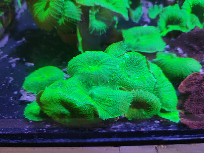 Discosoma sp