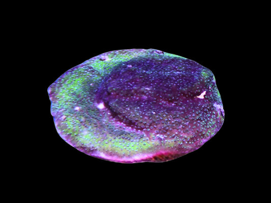 Montipora danae sp