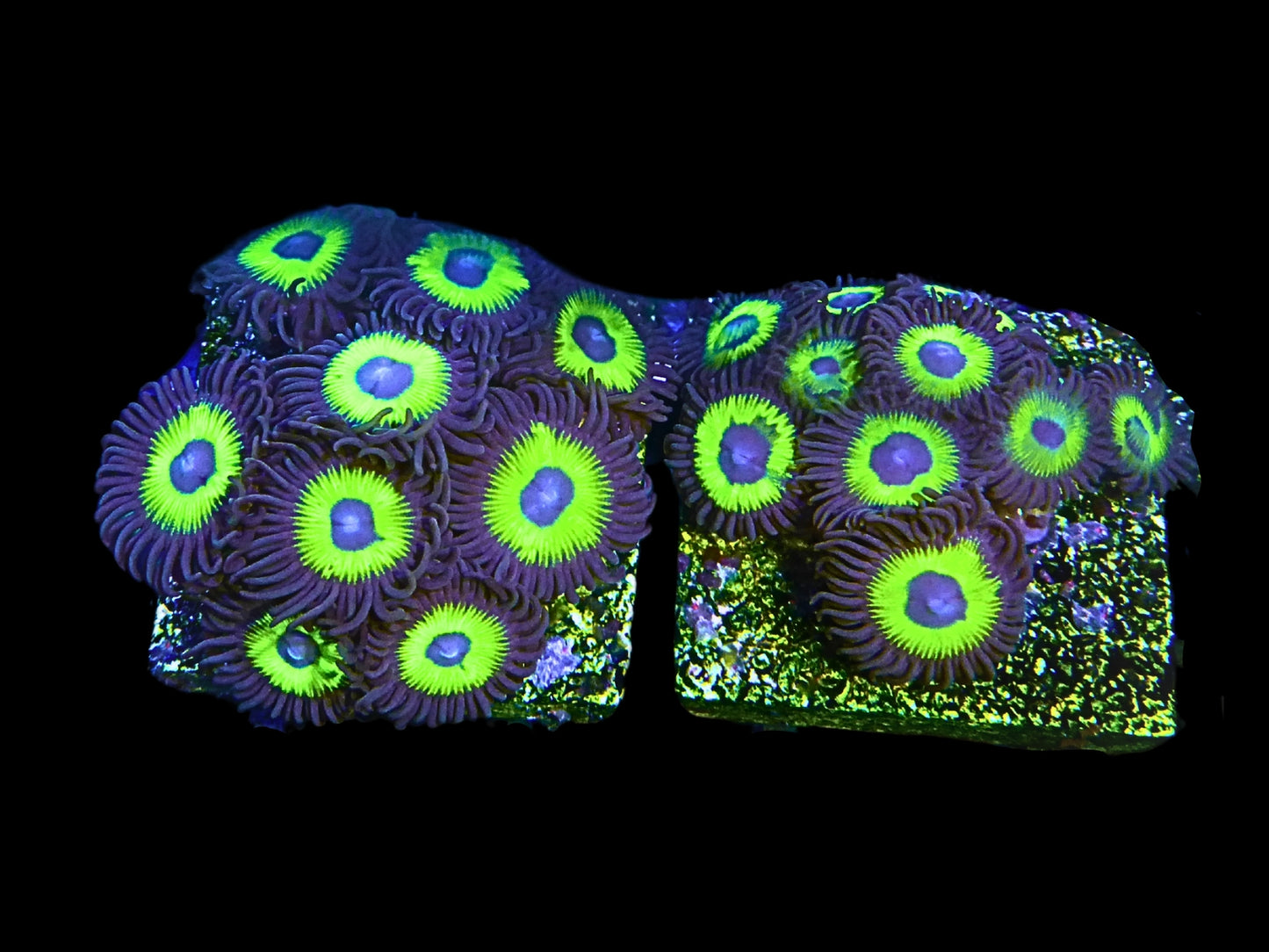 Zoanthus sp.