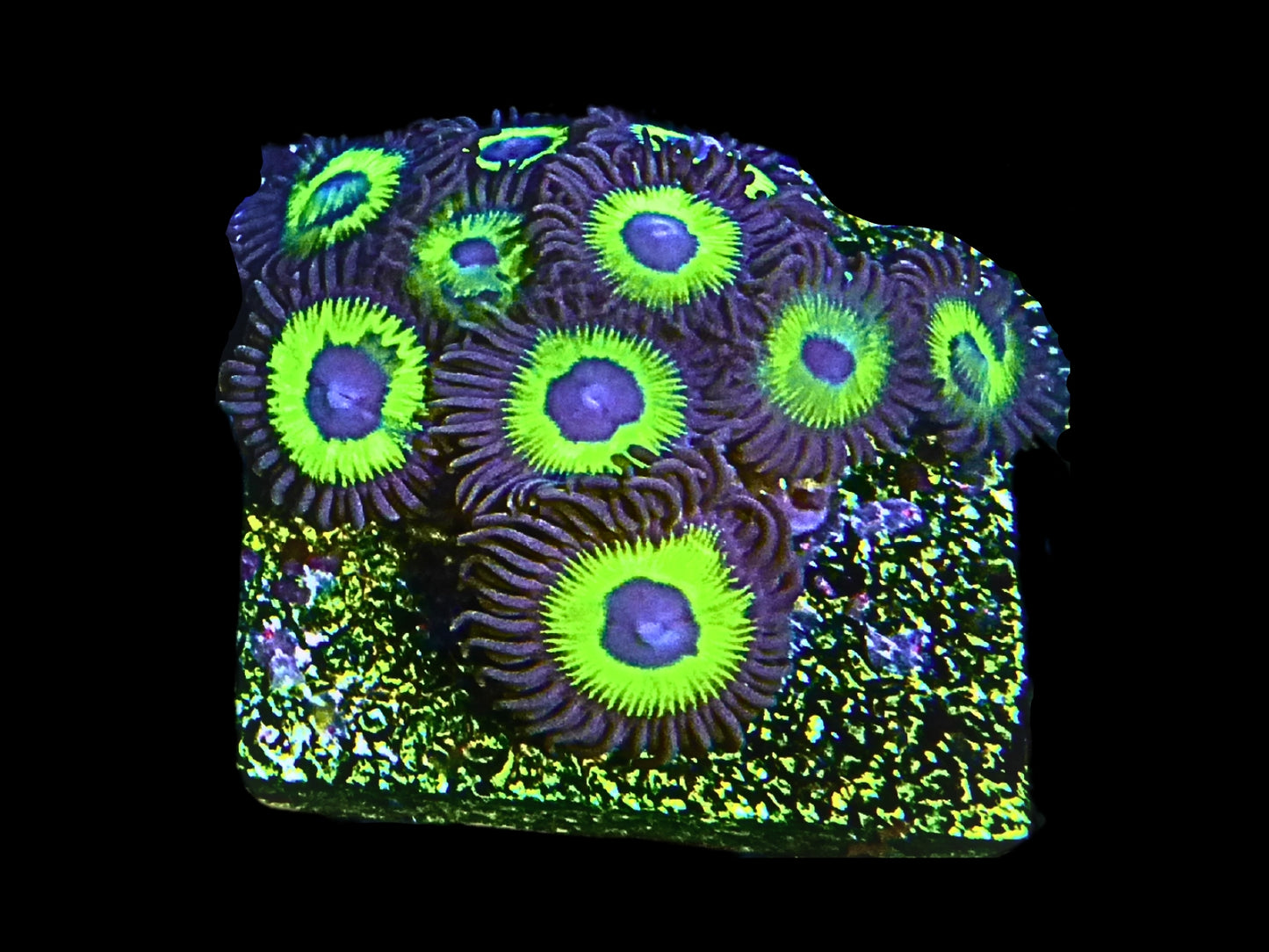 Zoanthus sp.