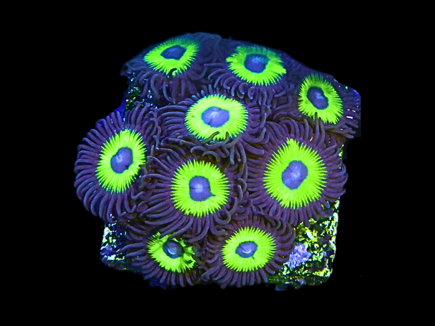 Zoanthus sp.