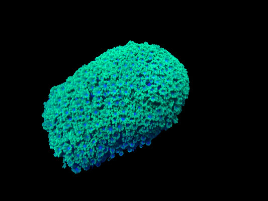 Alveopora minuta