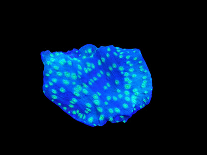 Echinopora lamellosa