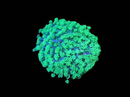 Alveopora minuta