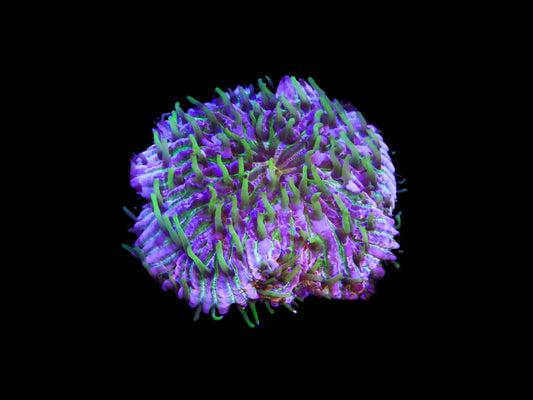 Fungia fungitis