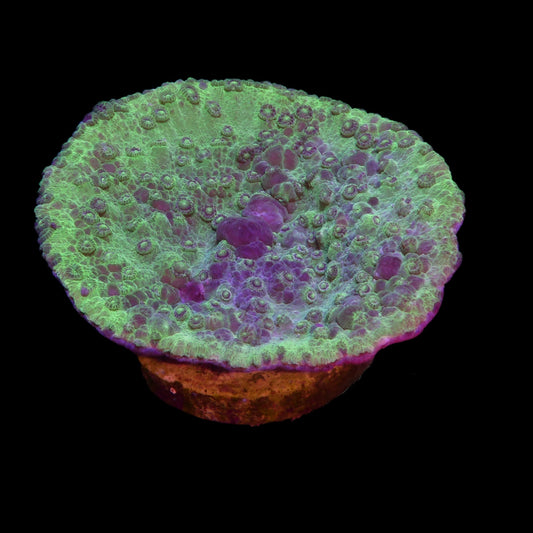 Cyphastrea Green/Red
