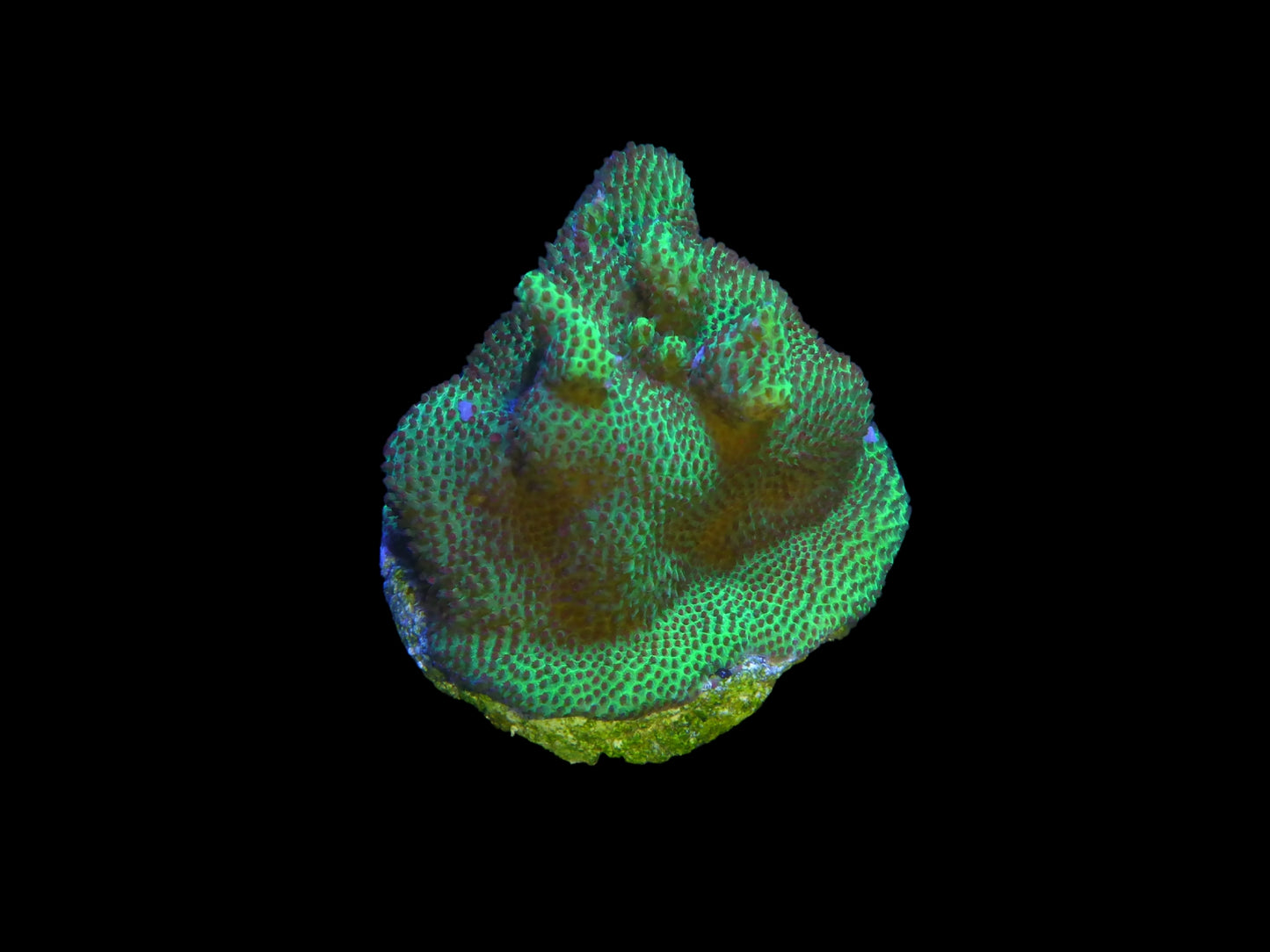 Montipora hoffmeisteri