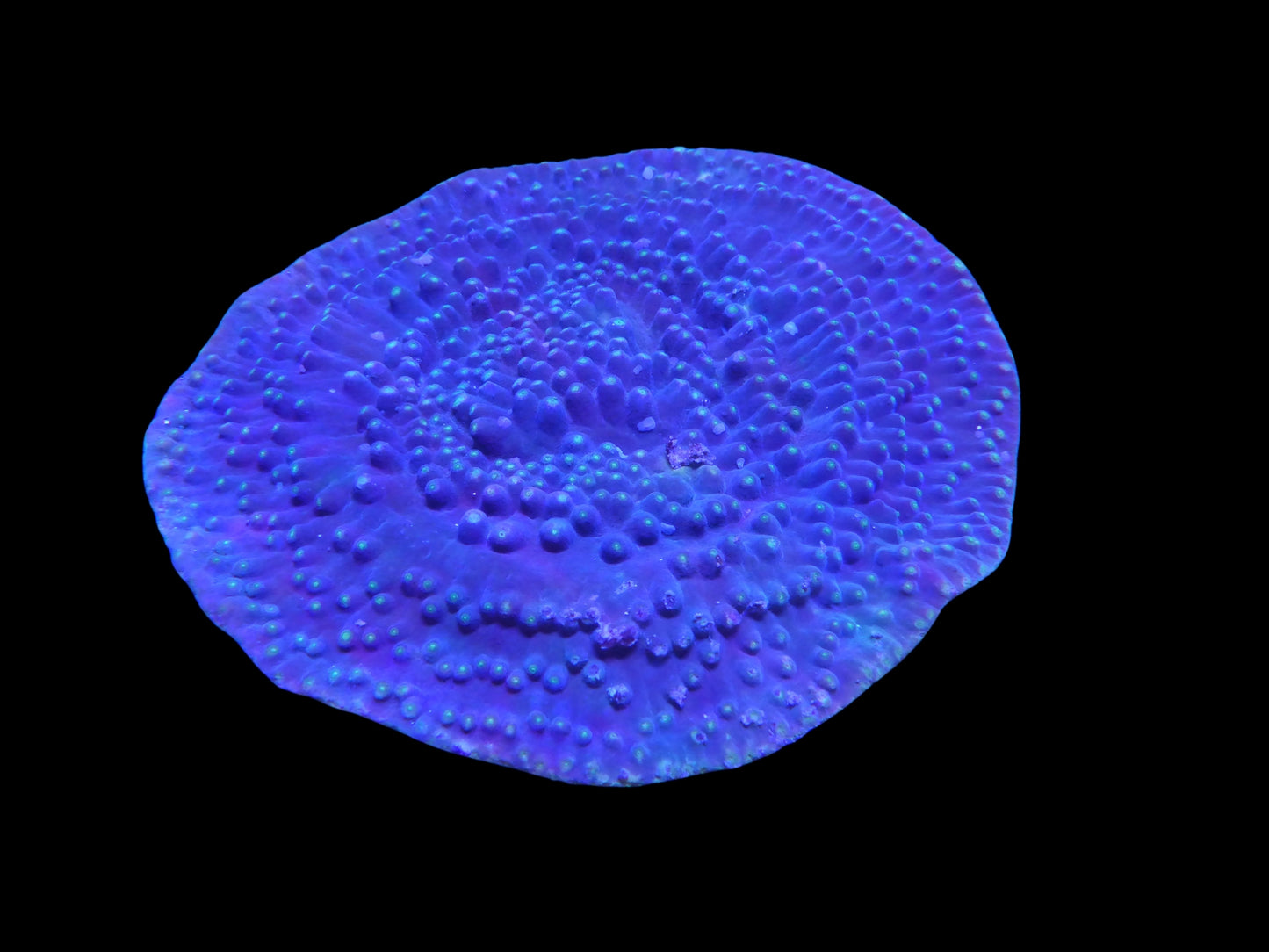 Turbinaria reinformis