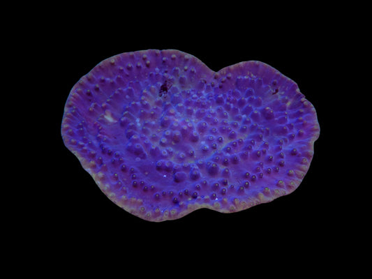 Turbinaria reinformis