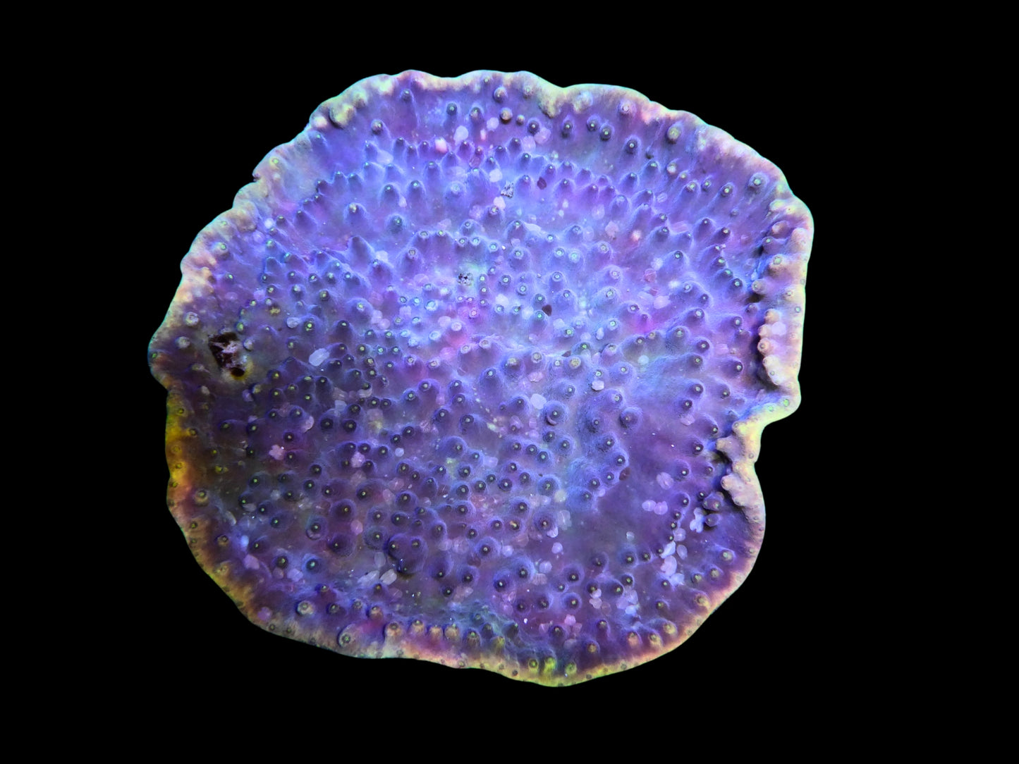 Turbinaria reinformis