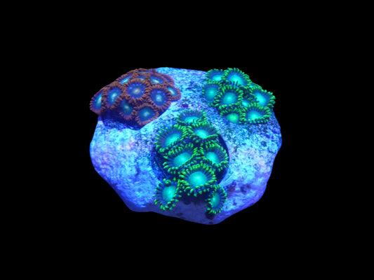 Zoanthus Mix