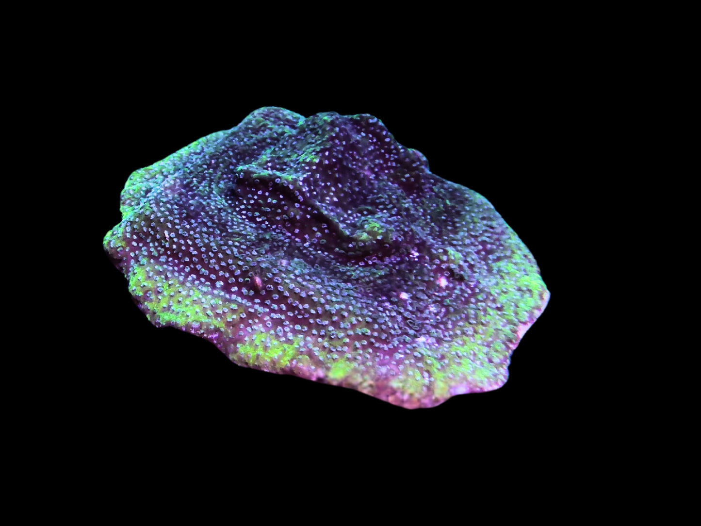 Montipora danae sp