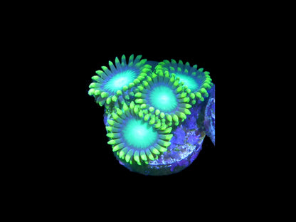 Zoanthus sp. Green