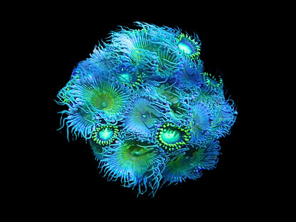 Zoanthus/Palythoa