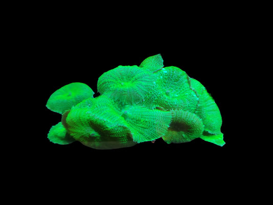 Discosoma sp