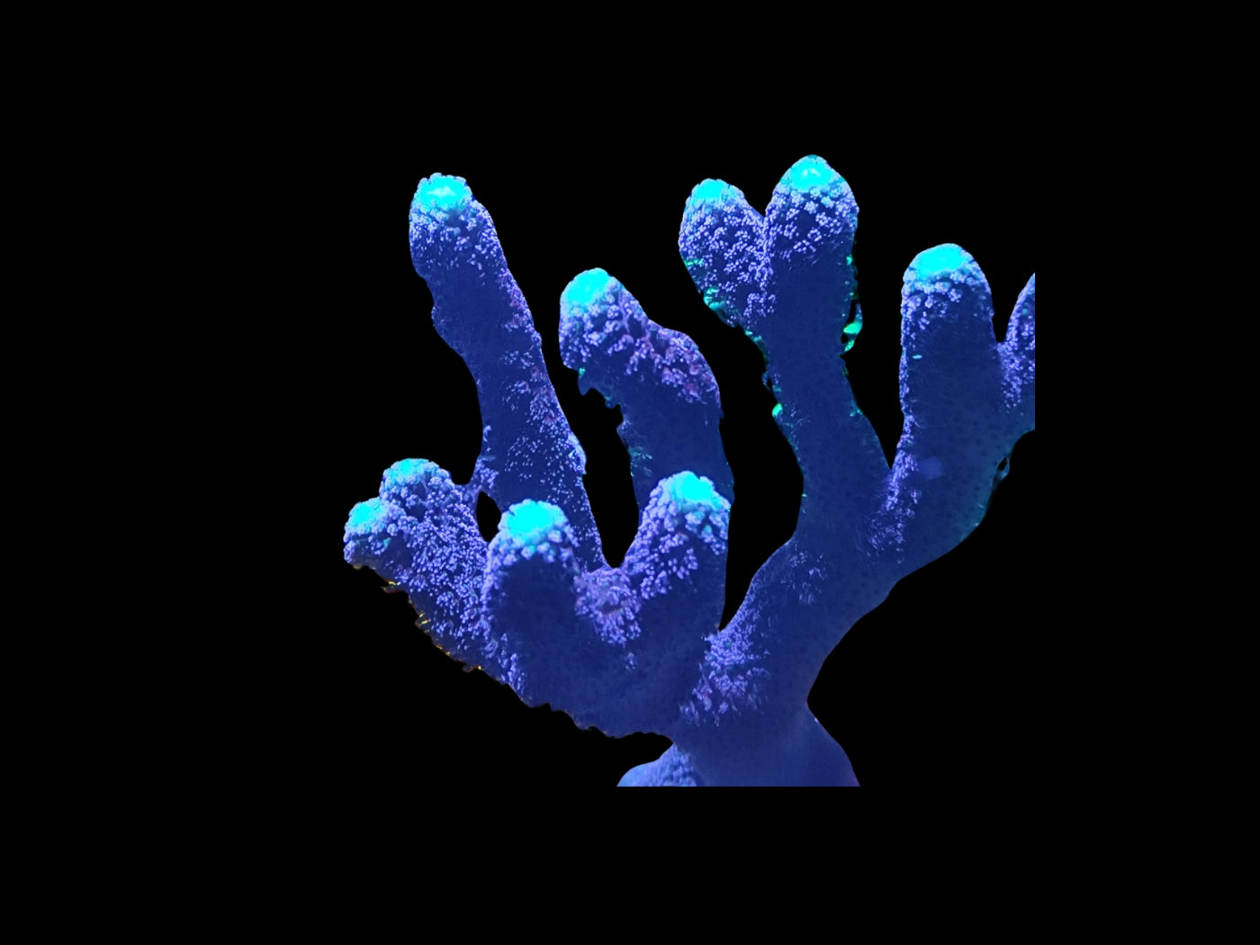 Stylopora pistillata "Milka"