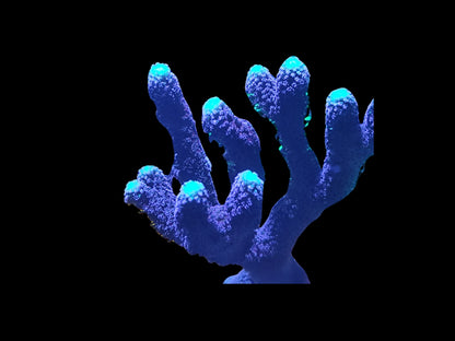 Stylopora pistillata "Milka"