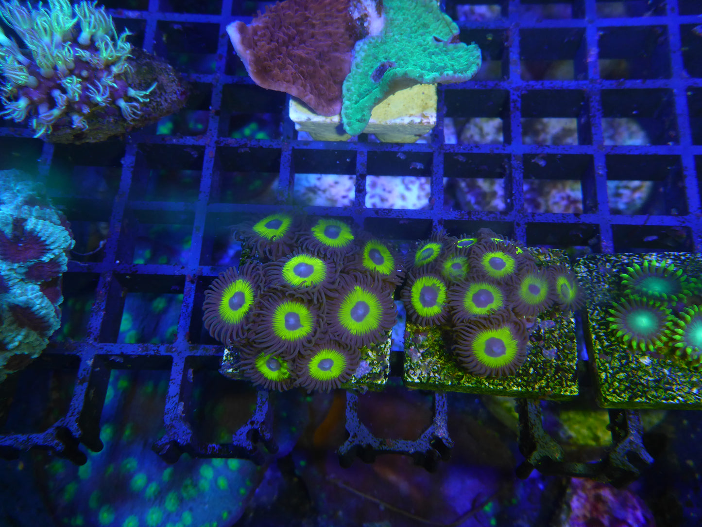 Zoanthus sp.