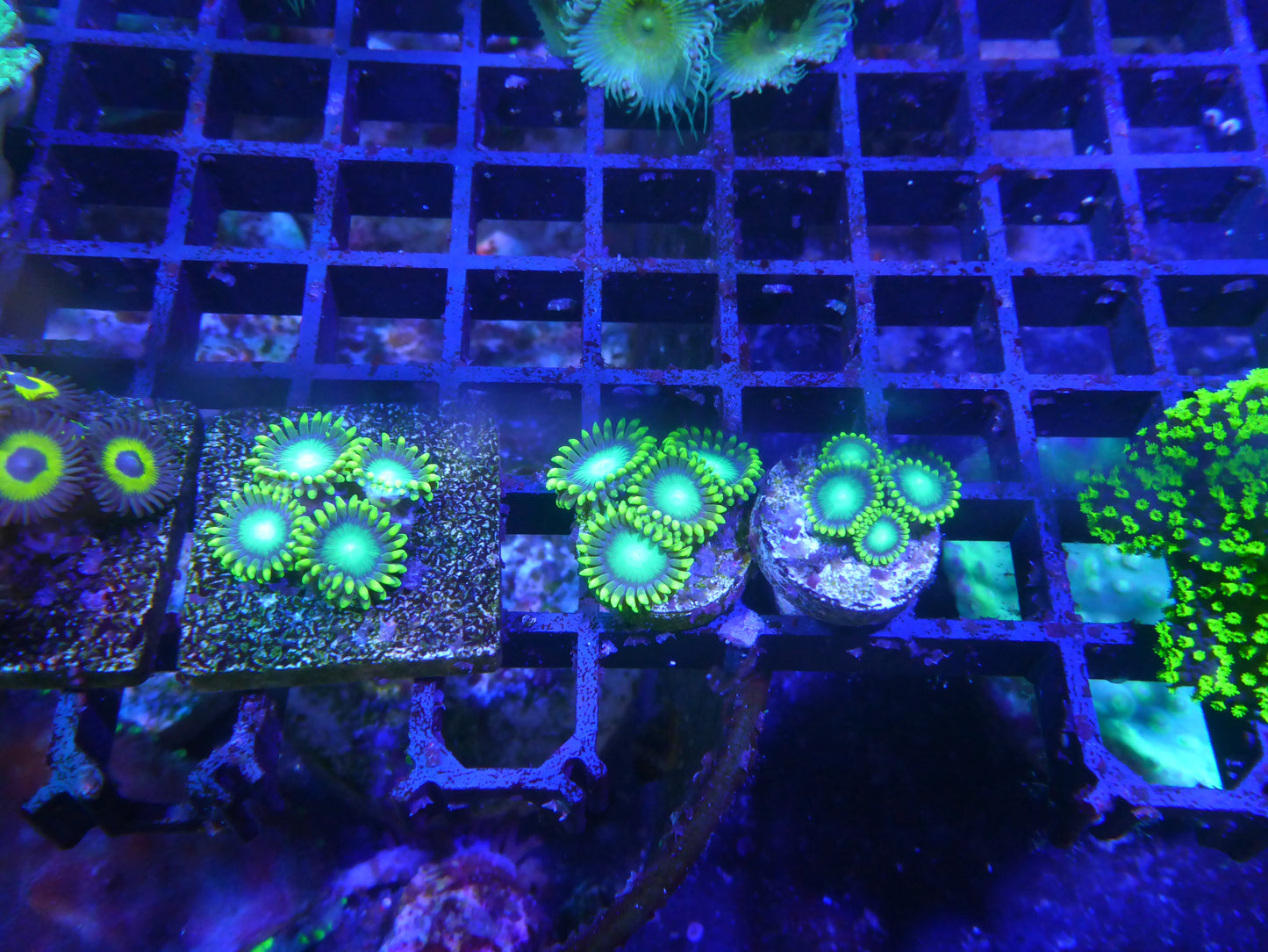 Zoanthus sp. Green