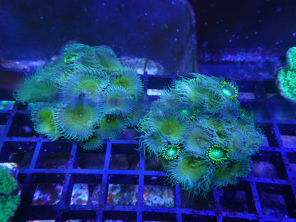 Zoanthus/Palythoa