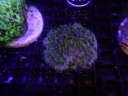 Fungia fungitis